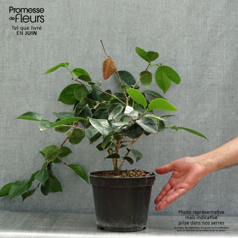 Amostra de Camélia japonica de Higo Okan Vaso de 4 L/5 L tal como entregue no verão
