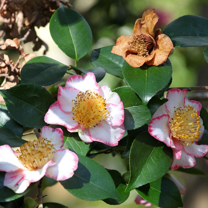 Camélia japonica de Higo Okan (Floração)