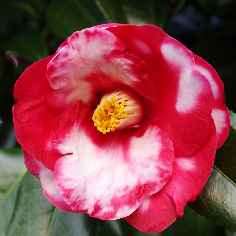 Camélia japonica Robert Lasson (Floração)