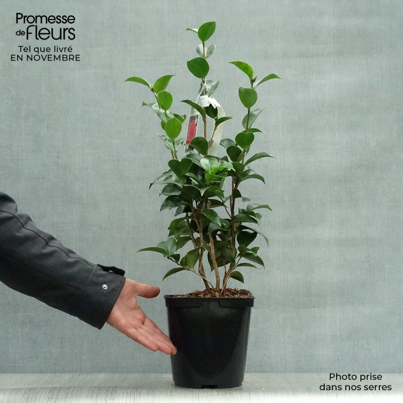 Amostra de Camélia japonica Roger Hall Vaso de 3 L/4 L tal como entregue no outono