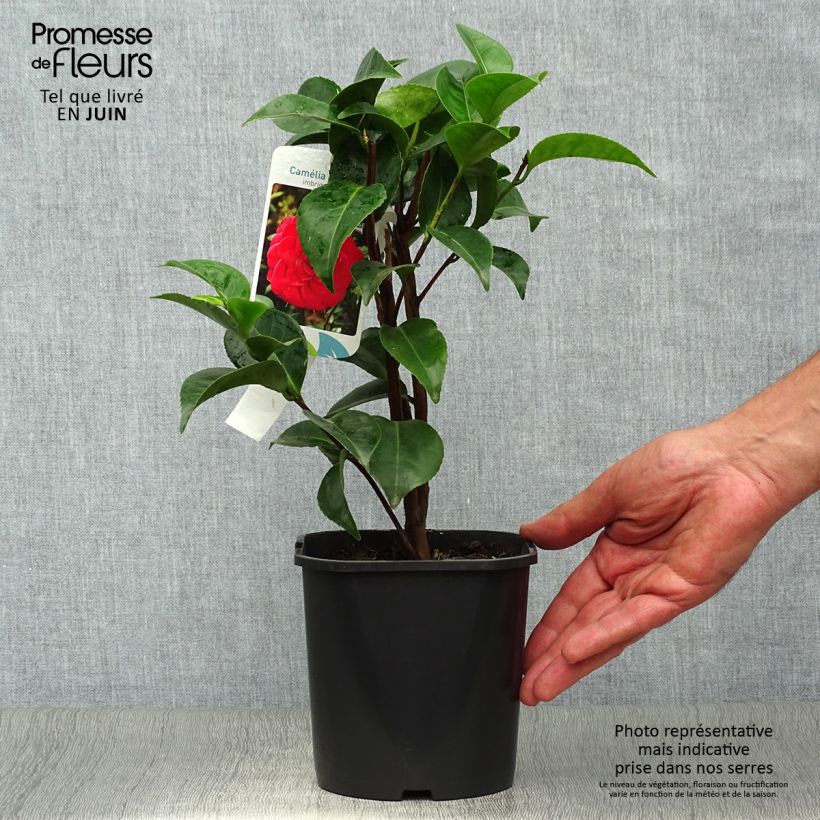 Amostra de Camélia japonica Roger Hall Vaso de 3 L/4 L tal como entregue no verão