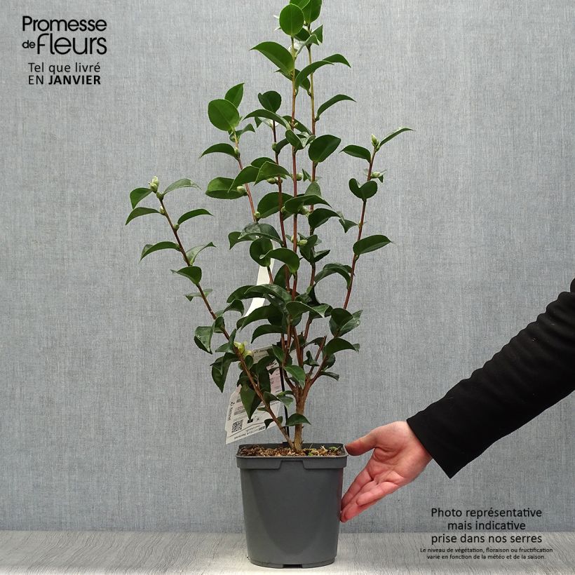 Amostra de Camélia Roger Hall - Camellia japonica Vaso de 3 L/4 L tal como entregue no inverno