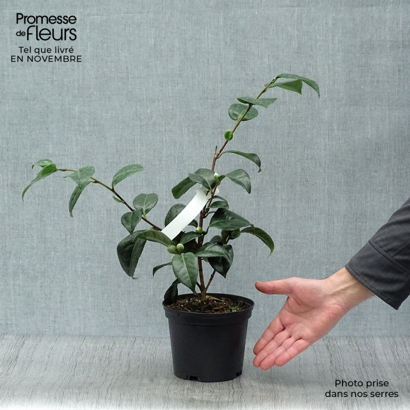 Amostra de Camélia japonica San dimas Vaso de 2 L/3 L tal como entregue no outono