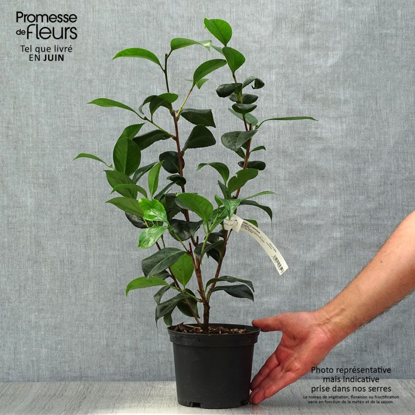 Amostra de Camélia japonica San dimas Vaso de 2 L/3 L tal como entregue no verão