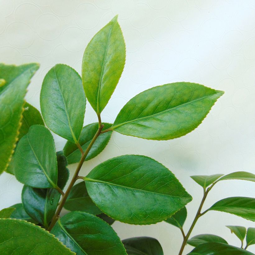 Camélia japonica Sanpei Tsubaki (Folhagem)