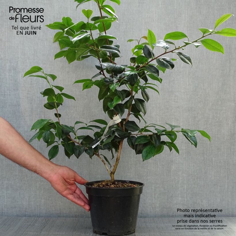 Amostra de Camélia japonica Sanpei Tsubaki Vaso de 4 L/5 L tal como entregue no verão
