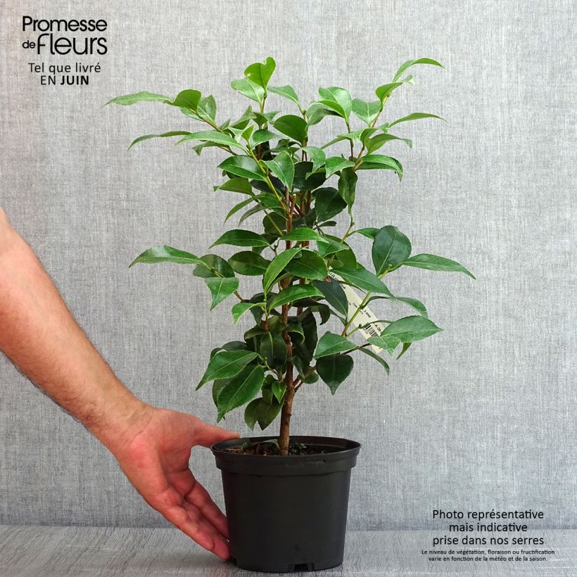 Amostra de Camélia japonica Stacy Susan Vaso de 2 L/3 L tal como entregue no verão
