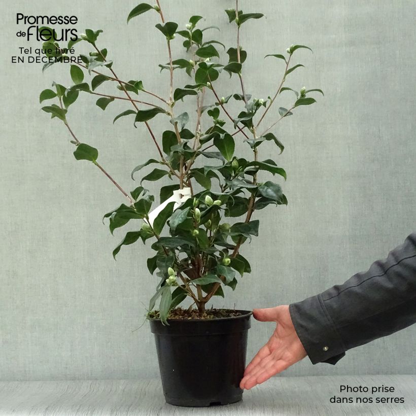 Amostra de Camélia Sunny Side - Camellia japonica Vaso de 4 L/5 L tal como entregue no inverno