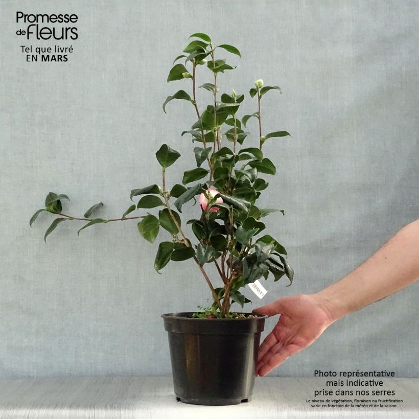 Amostra de Camélia japonica Sunny Side Vaso de 4 L/5 L tal como entregue na primavera
