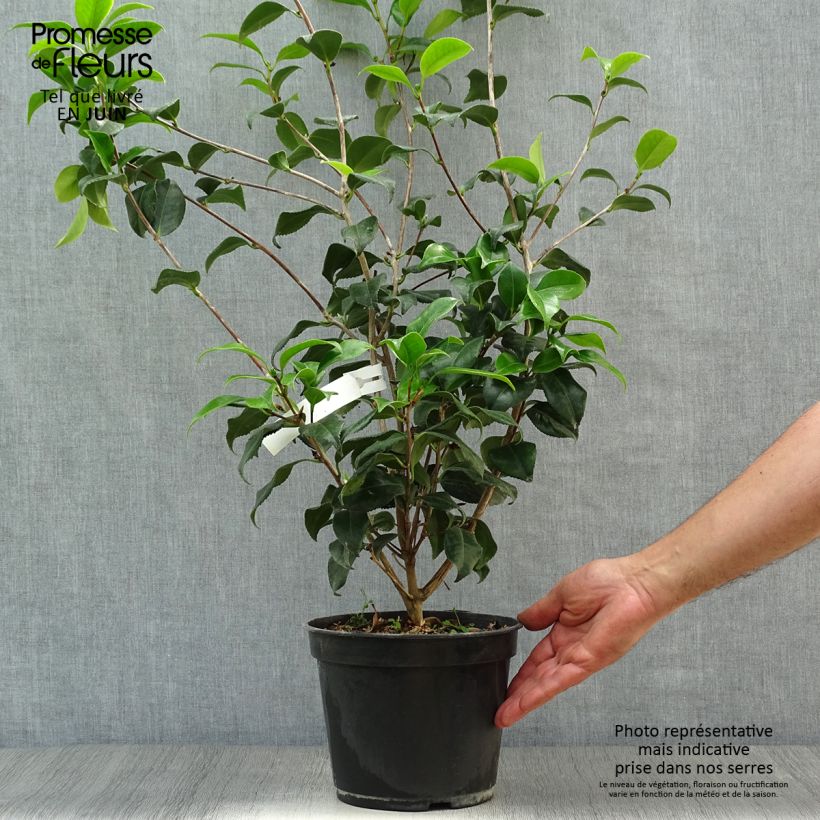 Amostra de Camélia japonica Sunny Side Vaso de 4 L/5 L tal como entregue no verão