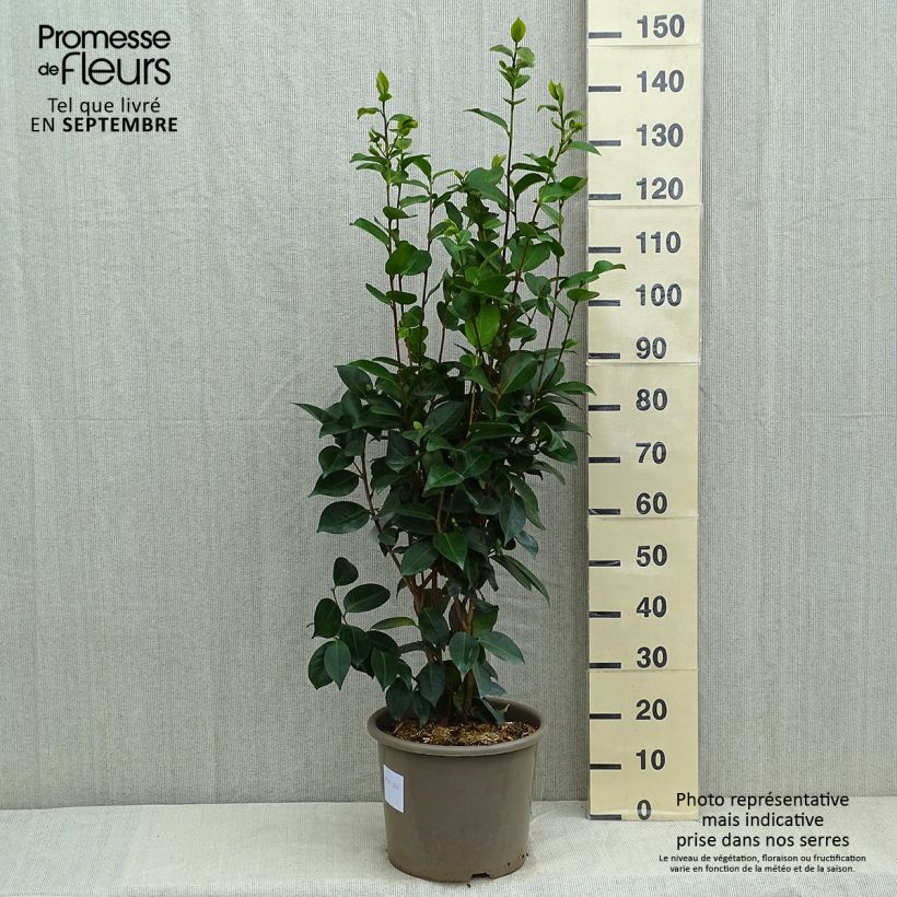Amostra de Camélia japonica Traverso Vaso de 12 L/15 L tal como entregue no verão