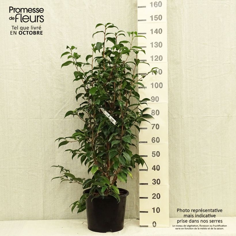 Amostra de Camélia japonica Traverso Vaso de 12 L/15 L tal como entregue no outono