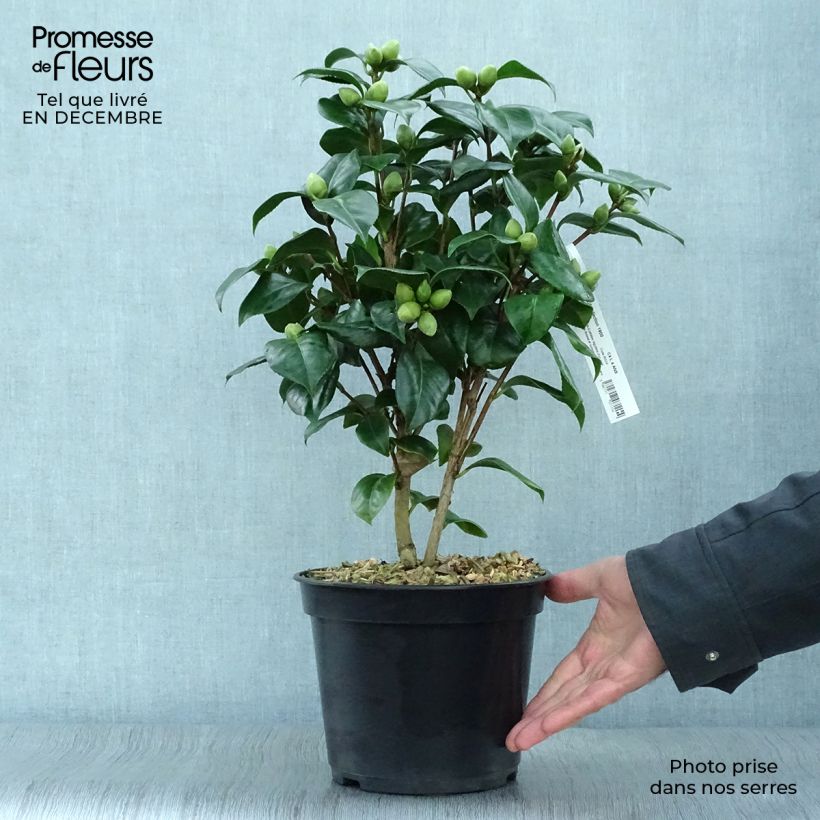 Amostra de Camélia Valtevareda - Camellia japonica Vaso de 4 L/5 L tal como entregue no inverno