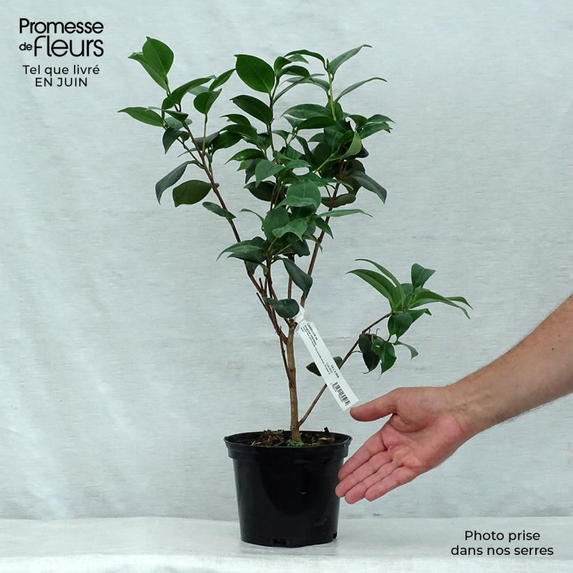 Amostra de Camélia japonica Virginia Robinson Vaso de 2 L/3 L tal como entregue no verão
