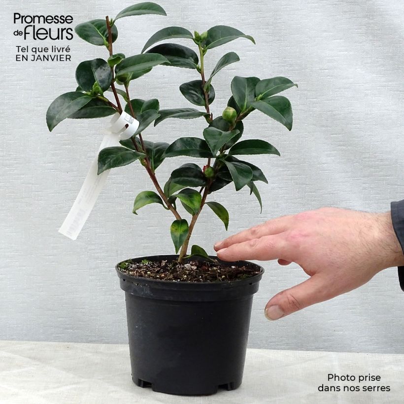 Amostra de Camélia japonica Volunteer Vaso de 2 L/3 L tal como entregue no inverno