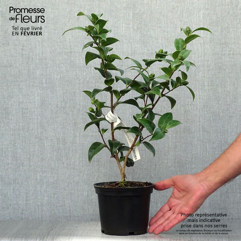 Amostra de Camélia japonica Volunteer Vaso de 2 L/3 L tal como entregue no outono