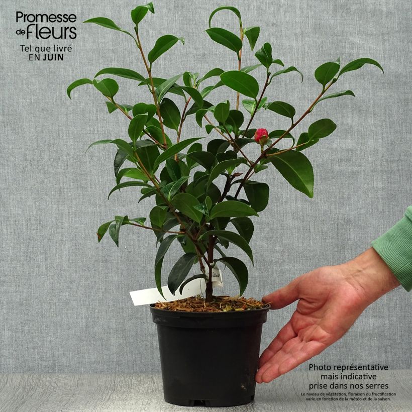 Amostra de Camélia japonica Volunteer Vaso de 2 L/3 L tal como entregue no verão