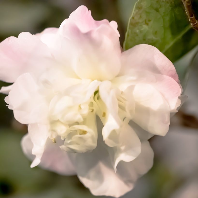 Camélia Cinnamon Cindy (Floração)