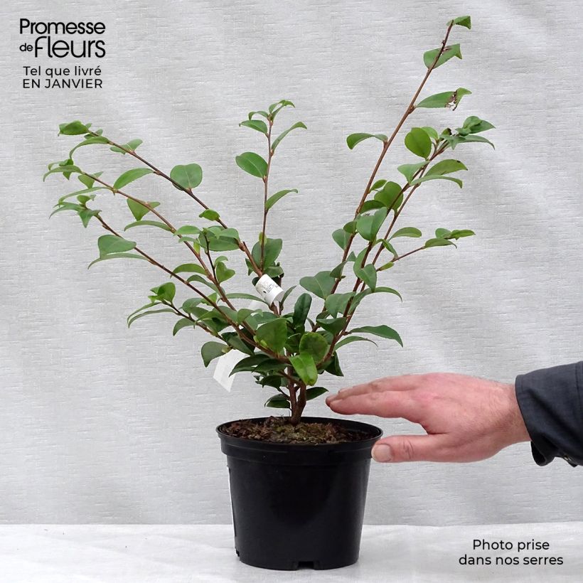 Amostra de Camélia champêtre - Camellia Cinnamon Scentsation Vaso de 1,5 L/2 L tal como entregue no inverno
