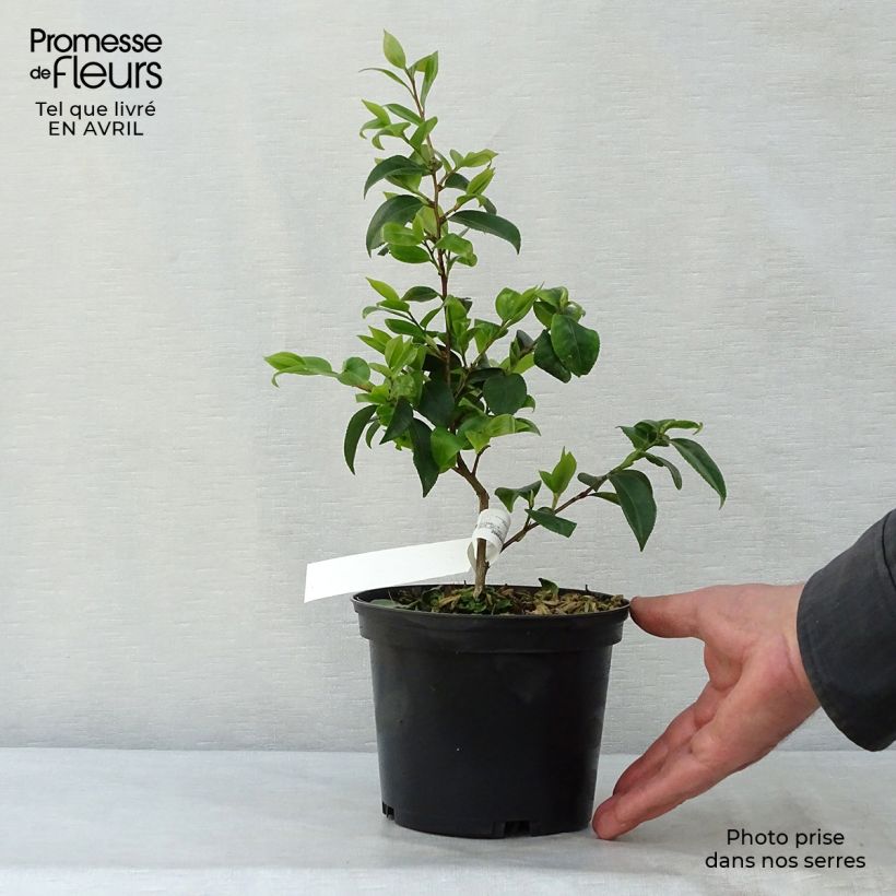 Amostra de Camélia Cinnamon Scentsation Vaso de 1,5 L/2 L tal como entregue na primavera