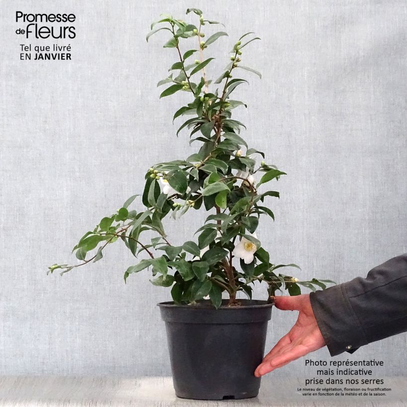 Amostra de Camélia champêtre - Camellia Cinnamon Scentsation Vaso de 3 L/4 L tal como entregue no inverno