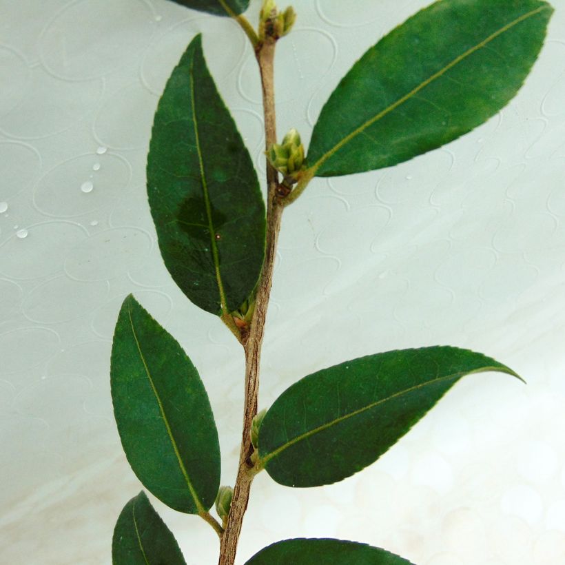 Camélia Fairy Wand (Folhagem)