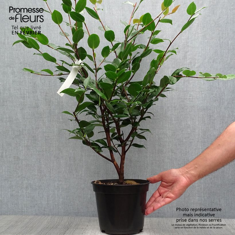 Amostra de Camélia lutchuensis High Fragrance Vaso de 3 L/4 L tal como entregue no outono