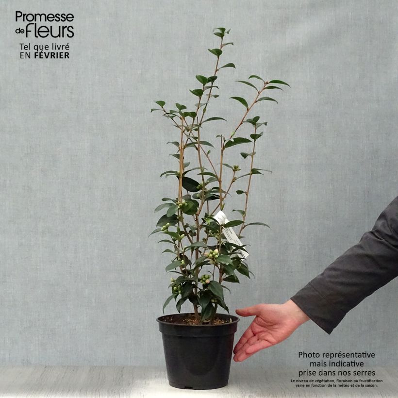 Amostra de Camélia champêtre - Camellia Spring Festival Vaso de 3 L/4 L tal como entregue no inverno