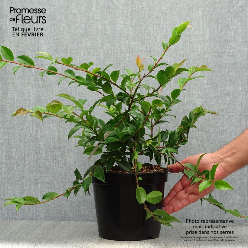 Amostra de Camélia lutchuensis Sweet Emily Kate Vaso de 4 L/5 L tal como entregue no outono