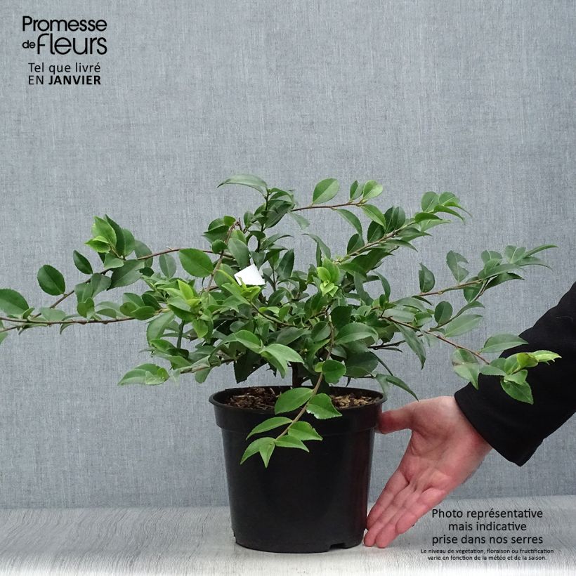 Amostra de Camélia lutchuensis Sweet Emily Kate Vaso de 4 L/5 L tal como entregue no inverno