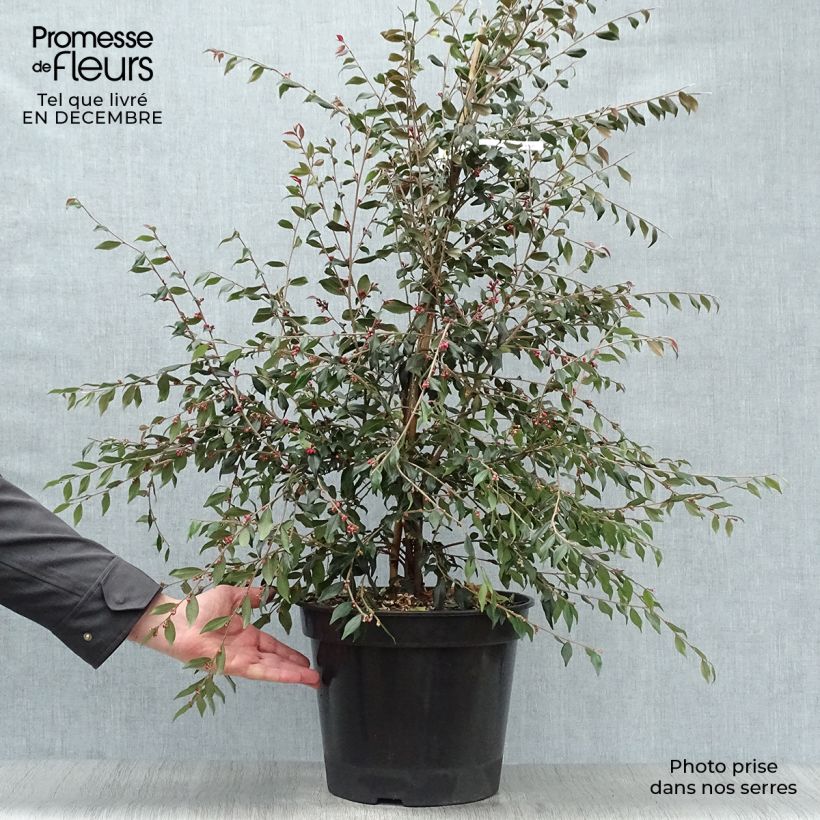 Amostra de Camélia champêtre Cupido  Vaso de 7,5 L/10 L tal como entregue no inverno