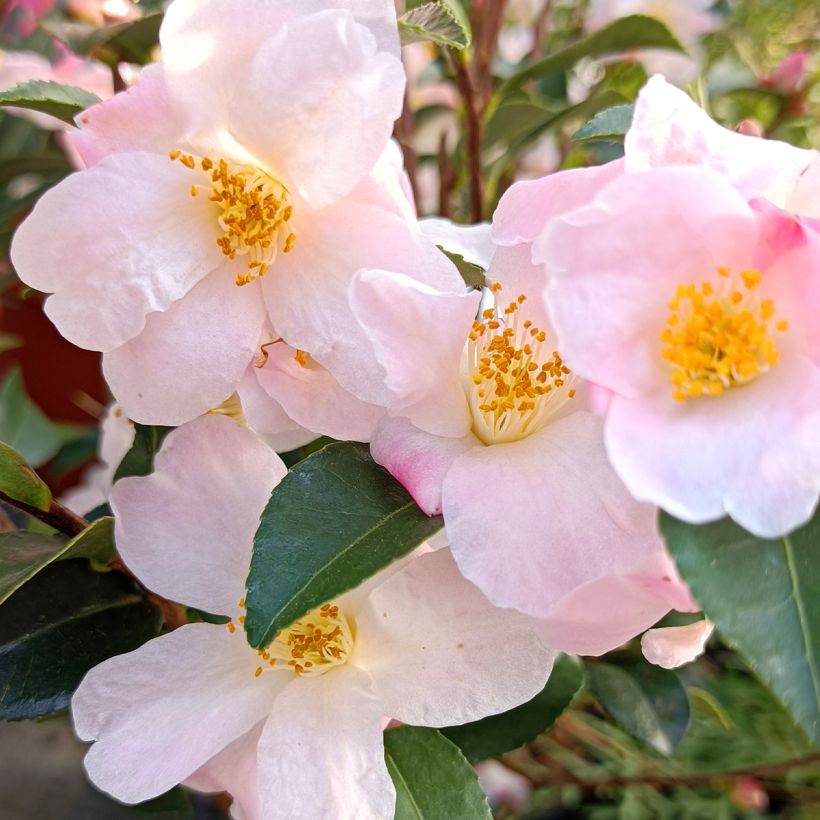 Camélia lutchuensis Fairy blush (Floração)