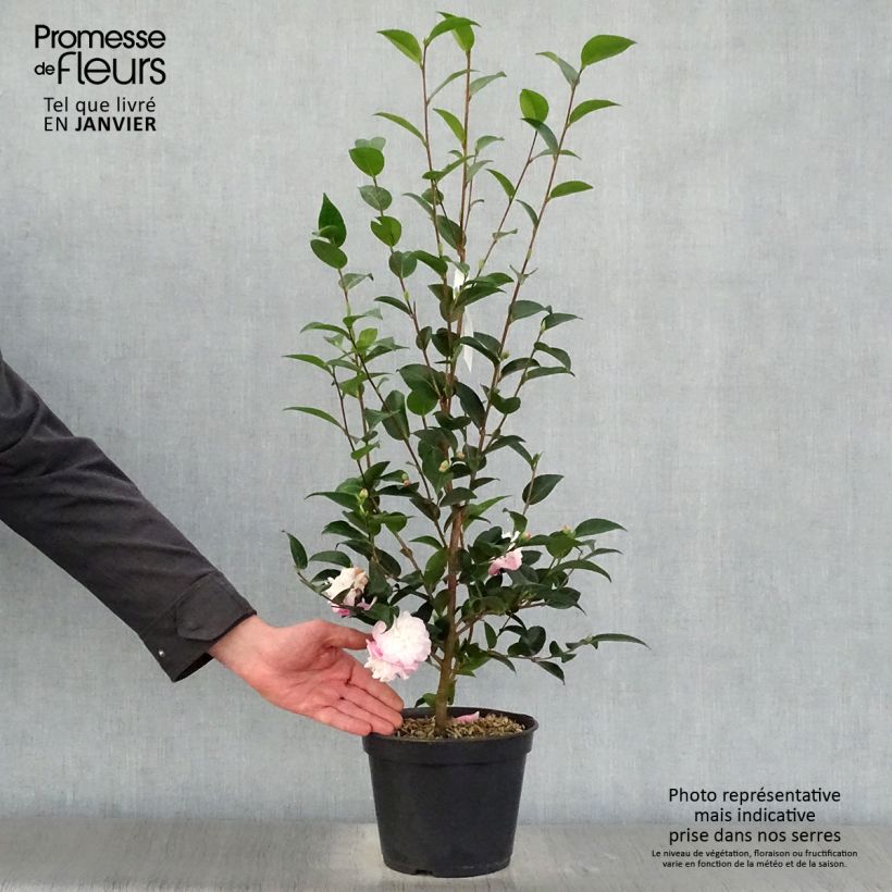 Amostra de Camélia champêtre Sweet Jane Vaso de 4 L/5 L tal como entregue no inverno