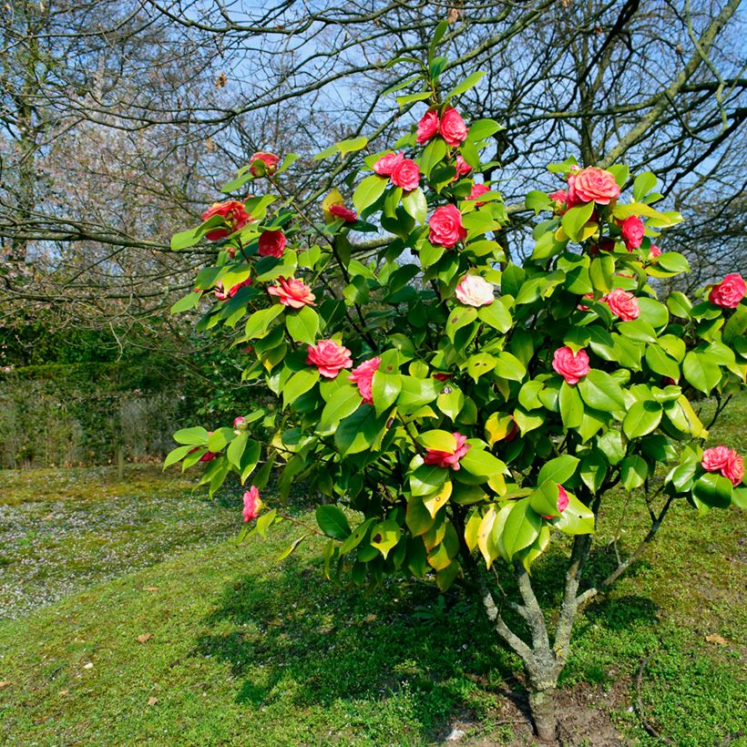 Camélia japonica chandleri Elegans (Hábito)