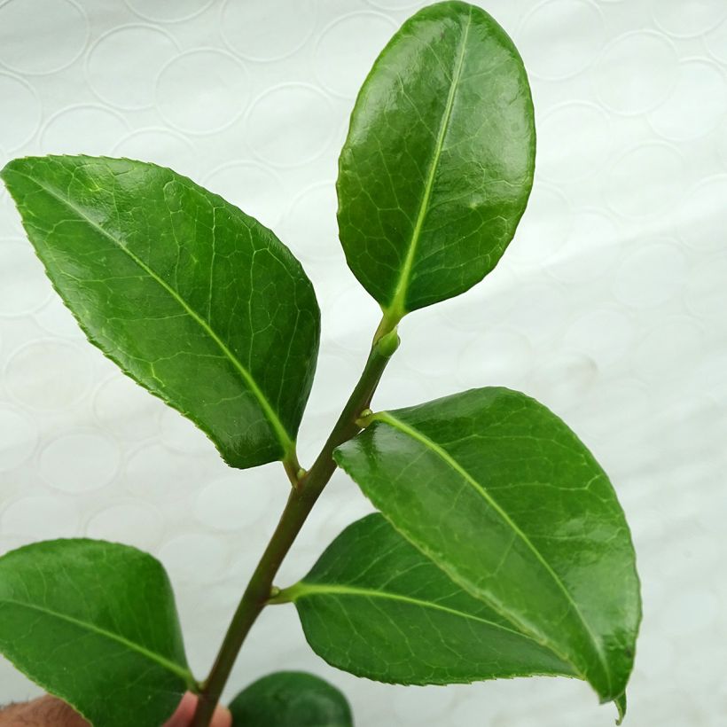 Camélia japonica Marshmallow (Folhagem)