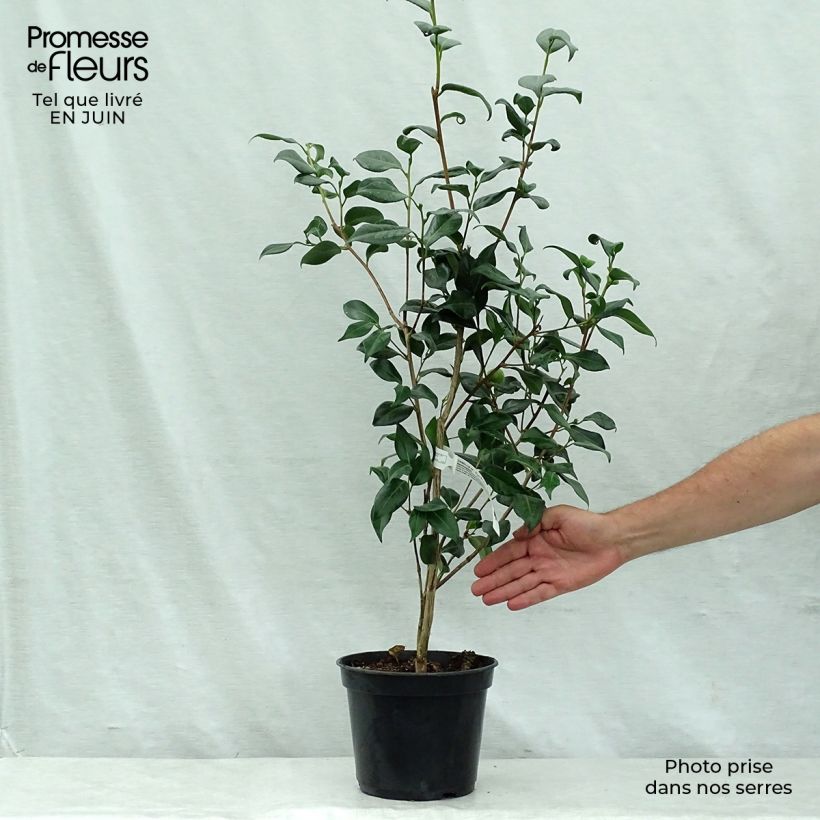 Amostra de Camélia japonica Marshmallow Vaso de 4 L/5 L tal como entregue no verão