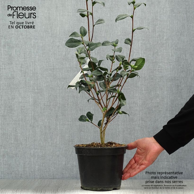 Amostra de Camélia japonica Marshmallow Vaso de 4 L/5 L tal como entregue no outono