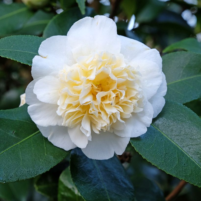 Camélia japonica Jury's Yellow (Floração)