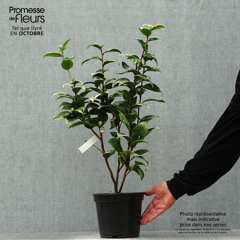 Amostra de Camélia japonica Kerguelen Vaso de 4 L/5 L tal como entregue no outono