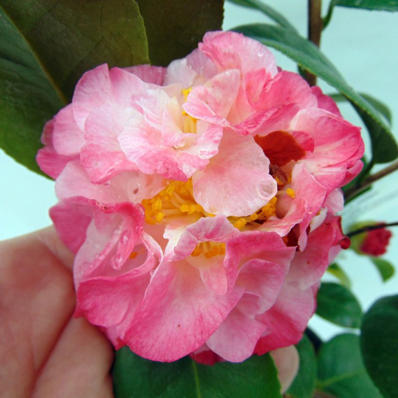 Camélia japonica Nuccio's Jewel (Floração)