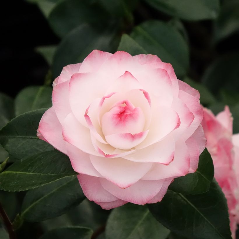 Camélia Nuccio's Pearl (Floração)