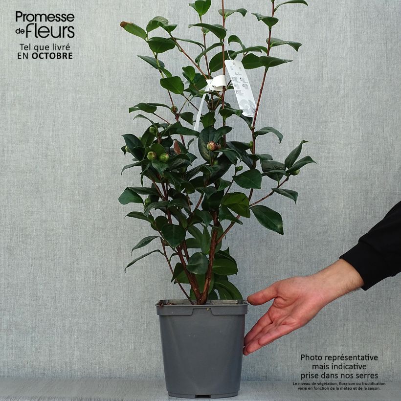 Amostra de Camélia japonica Nuccio's Jewel Vaso de 3 L/4 L tal como entregue no outono