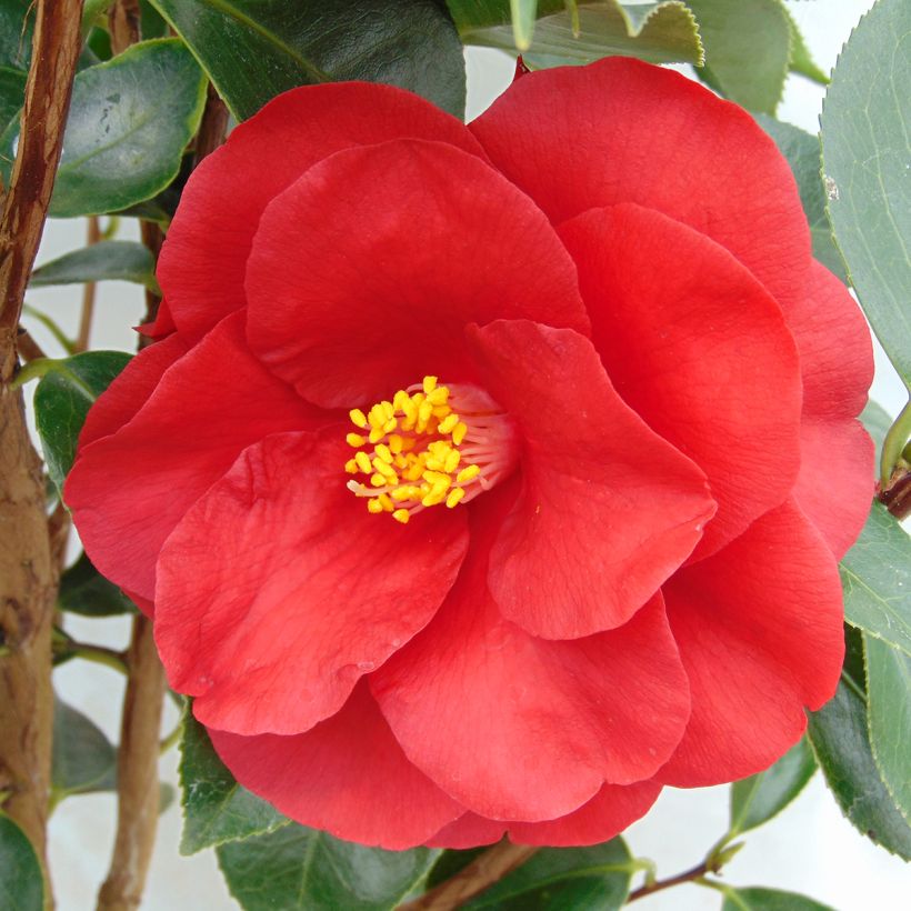 Camélia Royal Velvet (Floração)
