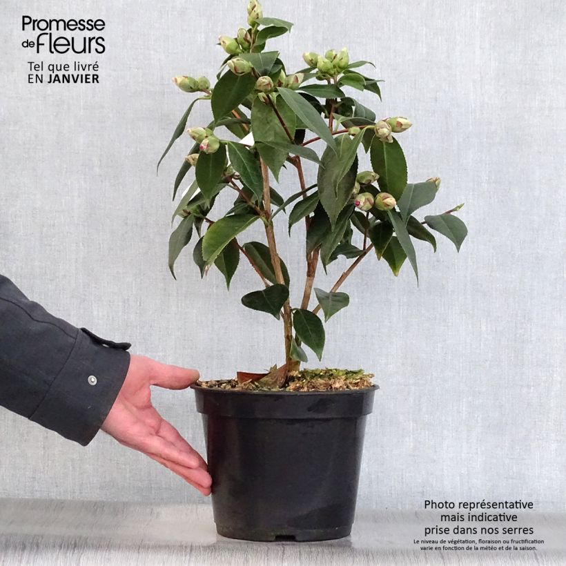 Amostra de Camélia classique - Camellia Royal Velvet Vaso de 4 L/5 L tal como entregue no inverno