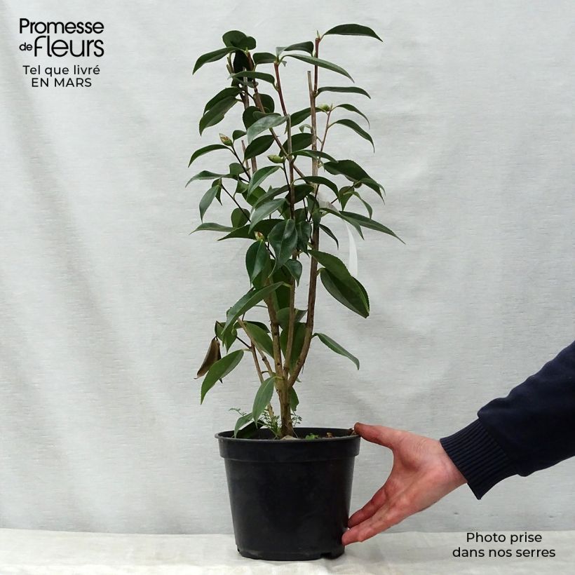 Amostra de Camélia Royal Velvet Vaso de 4 L/5 L tal como entregue na primavera