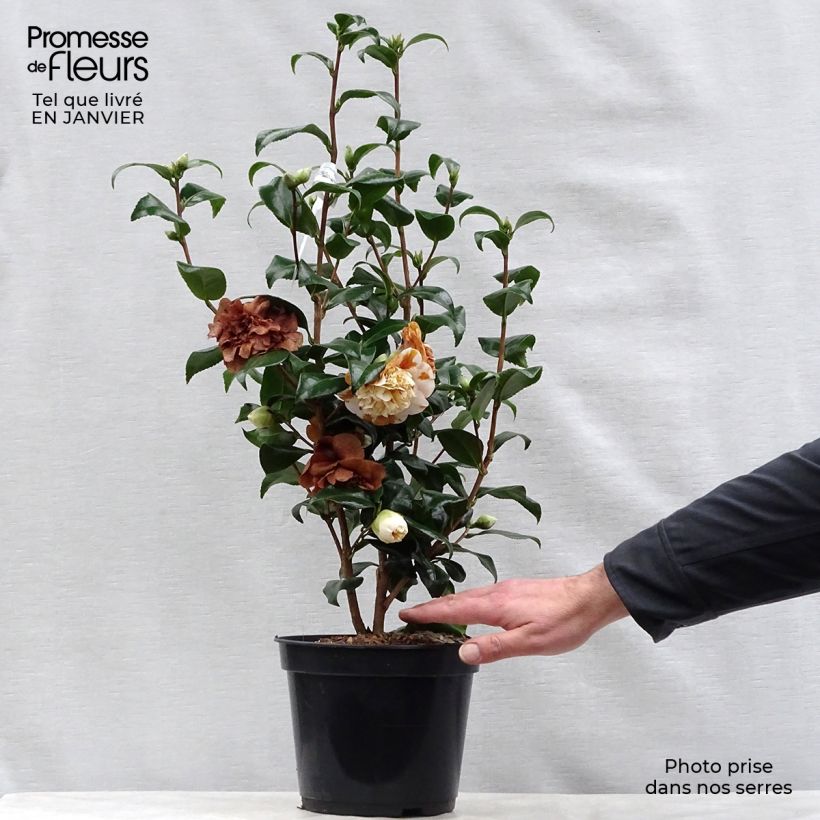 Amostra de Camélia japonica Jury's Yellow Vaso de 3 L/4 L tal como entregue no inverno