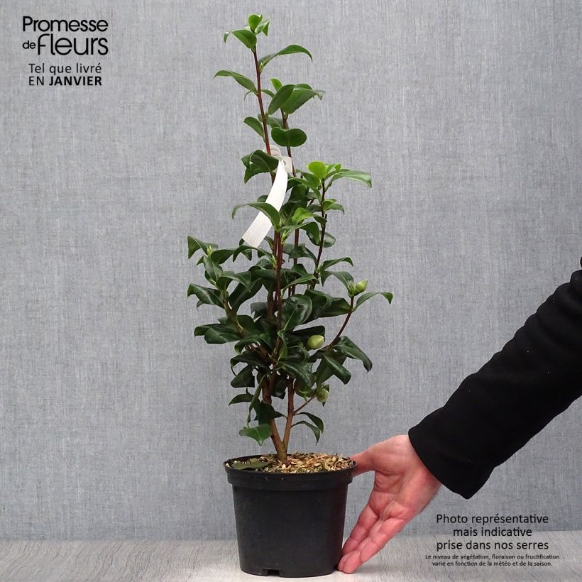 Amostra de Camélia japonica Jury's Yellow Vaso de 1,5 L/2 L tal como entregue no inverno