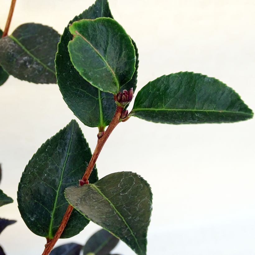 Camellia sasanqua Narumi Gaita (Folhagem)