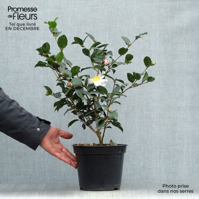 Amostra de Camelia d'automne - Camelia sasanqua Narumi Gaita Vaso de 4 L/5 L tal como entregue no inverno