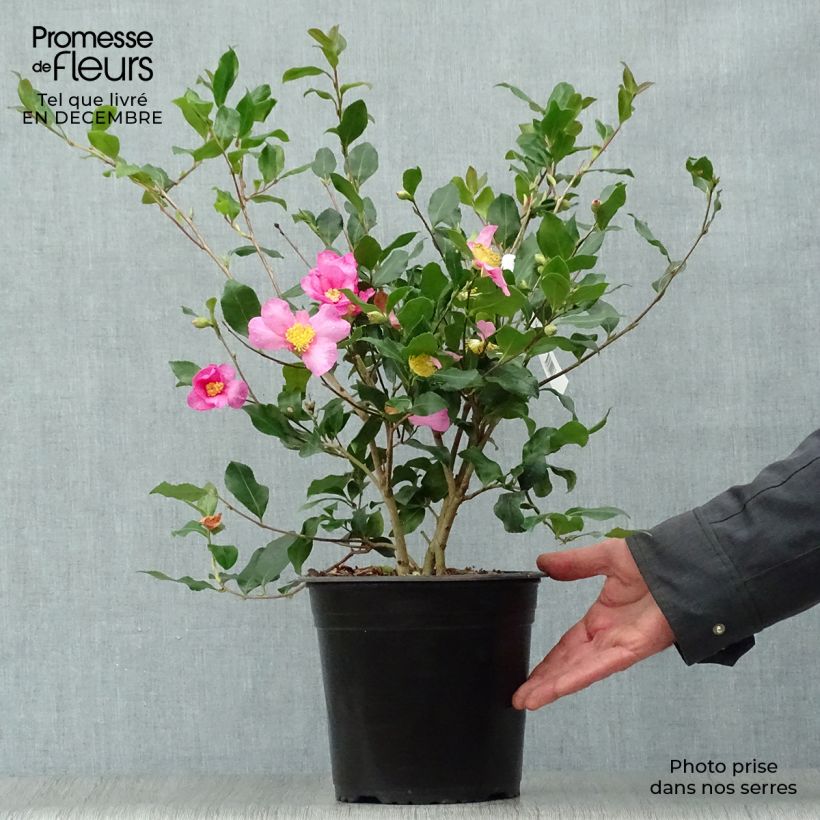 Amostra de Camélia d'automne - Camellia sasanqua Cleopatra Vaso de 3 L/4 L tal como entregue no inverno